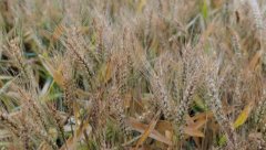 而是实打实的益处：人均233元